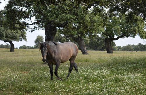 Cortijo Charcollana - Foto 46