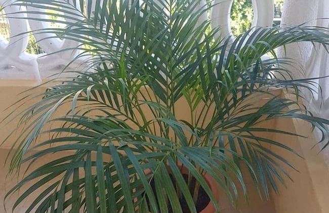 Solet's Paradise Negril - Photo 45