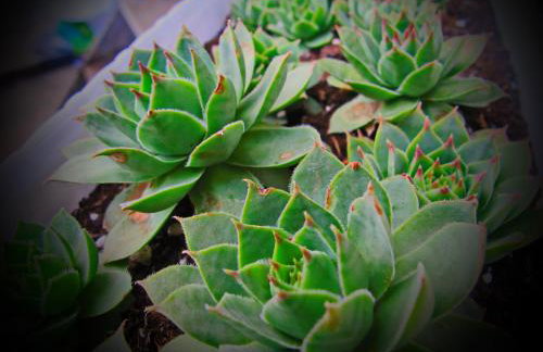 Holiday home Mrežnički šum - Foto 51