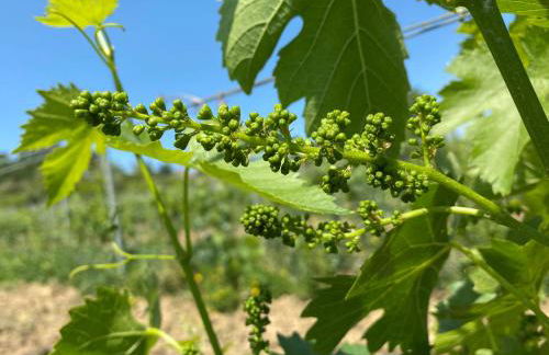 Tenuta Sovestro - Agriturismo e Winery - Photo 122