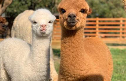 Agriturismo Piani Della Marina - Foto 27