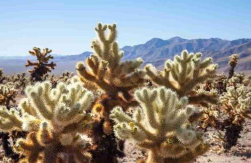 Marriott Desert Springs Villas I - 2BD - Foto 58