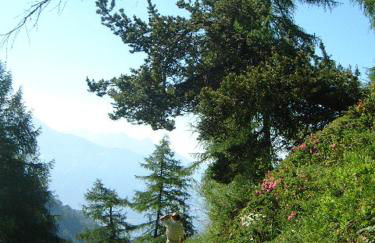 Chalets Shangrila - Foto 62