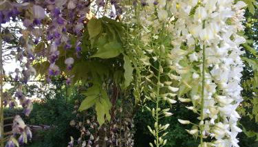 Agriturismo SetteLune - Photo 3, Garden