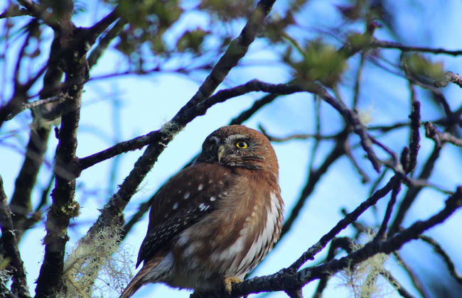 Trekking por el bosque del Parque Tepuhueico - Foto 3