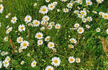 Schreinerhof - Foto 7