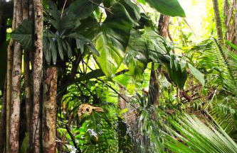 REFUGIO DO SAGRADO MORERE Tropical Lodge - A Casa do Vigía - Foto 78