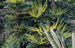 Casa Barranqueiro - Foto 27