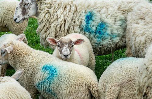 Street House Farm Cottage - Foto 26