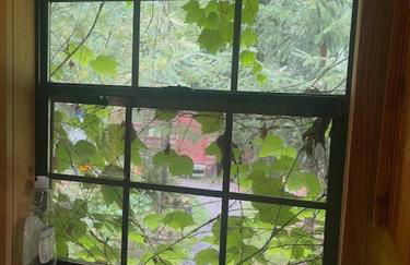 Mystic Ivy - Foto 16