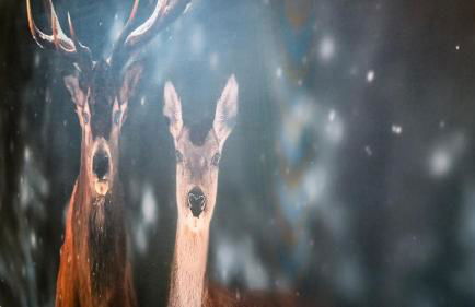 Cal Esquirol - Foto 5