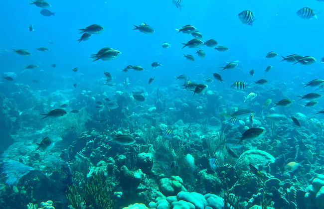 Catalina Island & Chavon River Day Trip - Foto 10