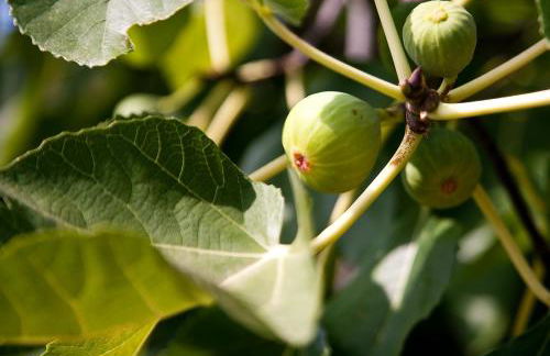 Pie' d'Ulivo - Foto 95