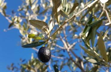 Gaia - Mare, Lago di Bolsena e Terme di Vulci - Foto 39
