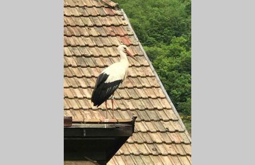 Coeur Alsace - Foto 22