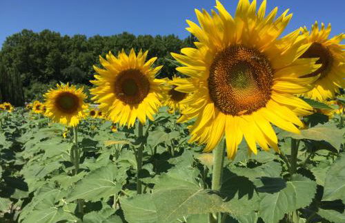 Maison de Charme dans Domaine 17ème - Foto 16