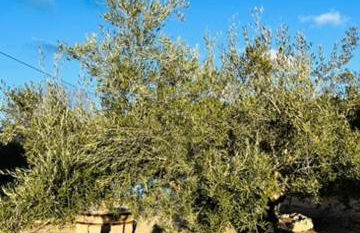 Casa El Rulón - Foto 16