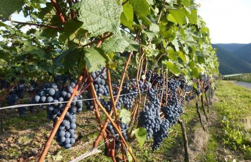 Ferienwohnung Krieger - Foto 41