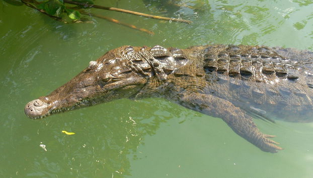 Excursión de día completo a Black River y YS Falls - Foto 3