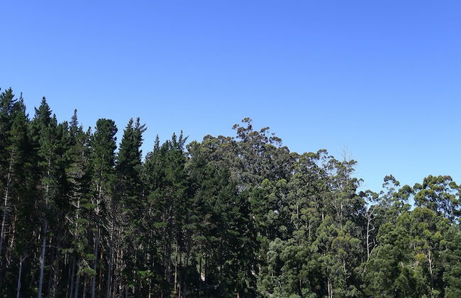 Coral Tree Cottages - Foto 19