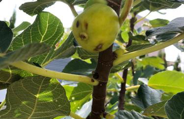 Casa Julia - Foto 26