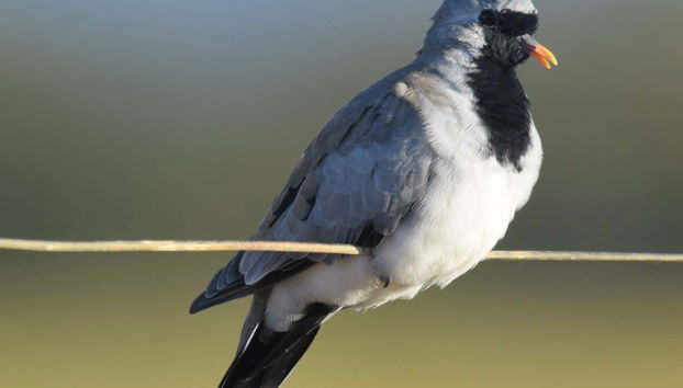 Uno de los aves que veremos en Oudtshoorn