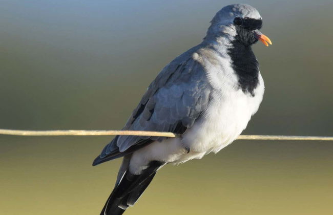 Avistamiento de aves en Oudtshoorn - Foto 2