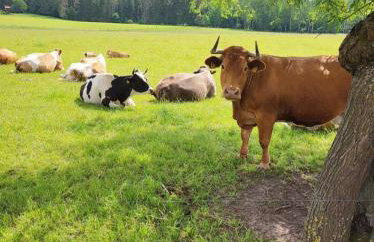 Giżycko-Przerwanki Domki Widok na Mazury - Foto 10