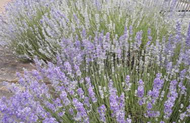 The Green Owl - Foto 55