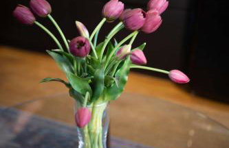 NEW Slytherin Studio - Dogs OK - Foto 41