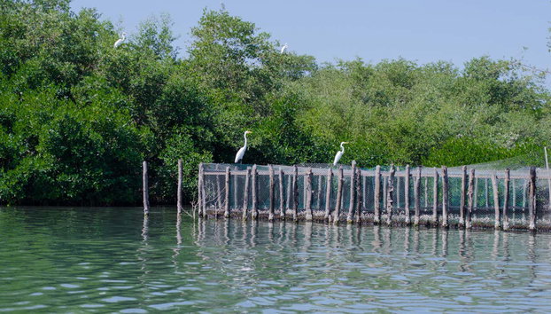 Avistamiento de aves en la Ciénaga Grande de Santa Marta - Foto 4, Avistamiento de aves en la Ciénaga Grande de Santa Marta