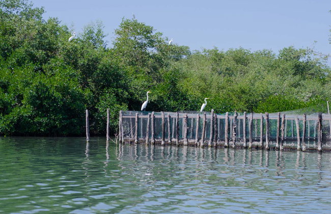 Avistamiento de aves en la Ciénaga Grande de Santa Marta - Foto 4