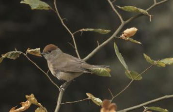 Refugios Del Valle Negro - Foto 52