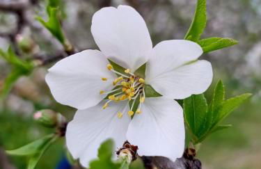 Mandulivi, chalet nel mandorleto e mansarda vista mare - Foto 18