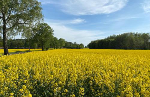 Dom Sielskie Szkotowo - Foto 13