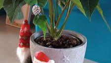 Osada California - Foto 2