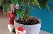 Osada California - Foto 2