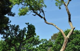 Angelas - Casa Da Eira - Foto 12