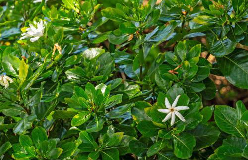 "Makani Moana" at Keauhou Resort #104, Entire townhome close to Kona - Foto 49