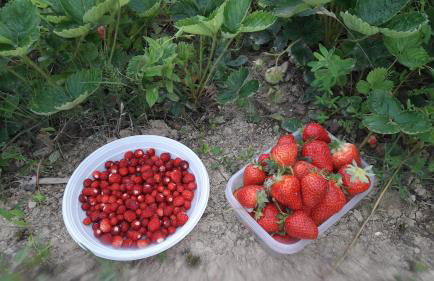 Azienda Agrituristica Colle San Giorgio - Foto 31