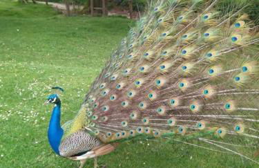 PequeñoCabárceno - Foto 51