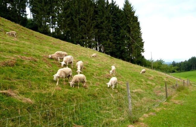 Holiday Apartment Ferienhof Benz - Foto 14