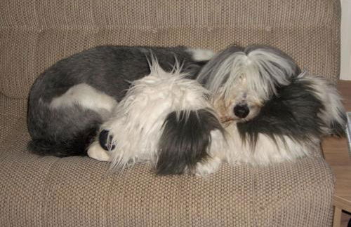 Colin and annioes caeravan - Foto 7