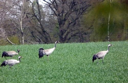 Holiday Apartment Krote 5 - Foto 42