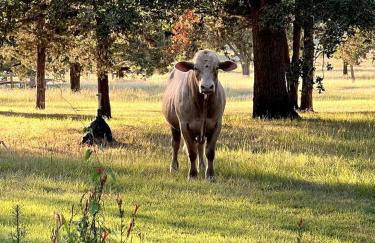 Modern Farmstay Cabin with Friendly Animals, Pond Views & Nature Trails Near Cedar Creek, Texas - Photo 45