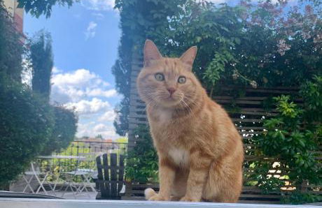 MAISON 1903 FONTAINEBLEAU, 70kms de PARIS - Foto 6