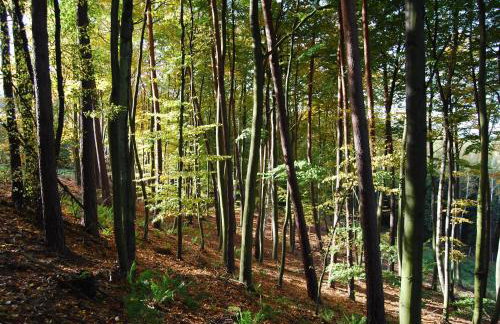 Ośrodek Wypoczynkowy Laguna - Foto 19