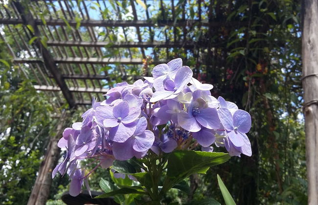 Chácara do Alemão - Recanto Jd.Silvestre - Foto 45