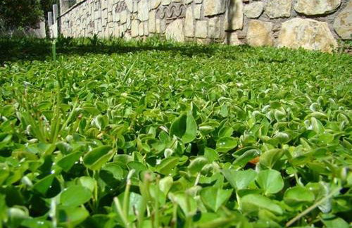 Το Είδωλον - Foto 13