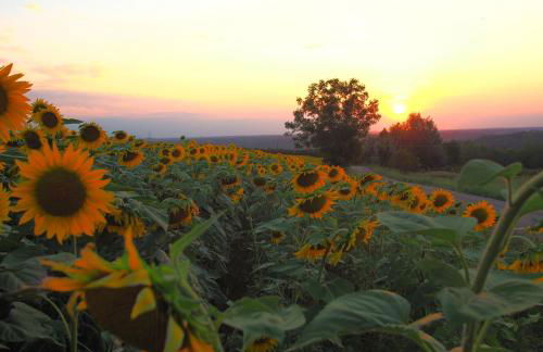 La Vigna del Parroco-2- - Foto 51